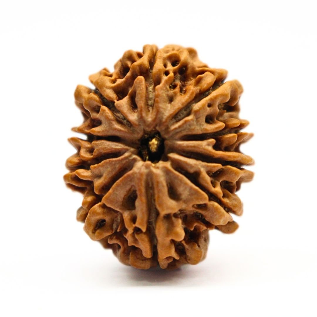 10 Mukhi Rudraksha from Nepal - 26mm - Divine Shield of Lord Vishnu | Certified & Energized | Rudrastu