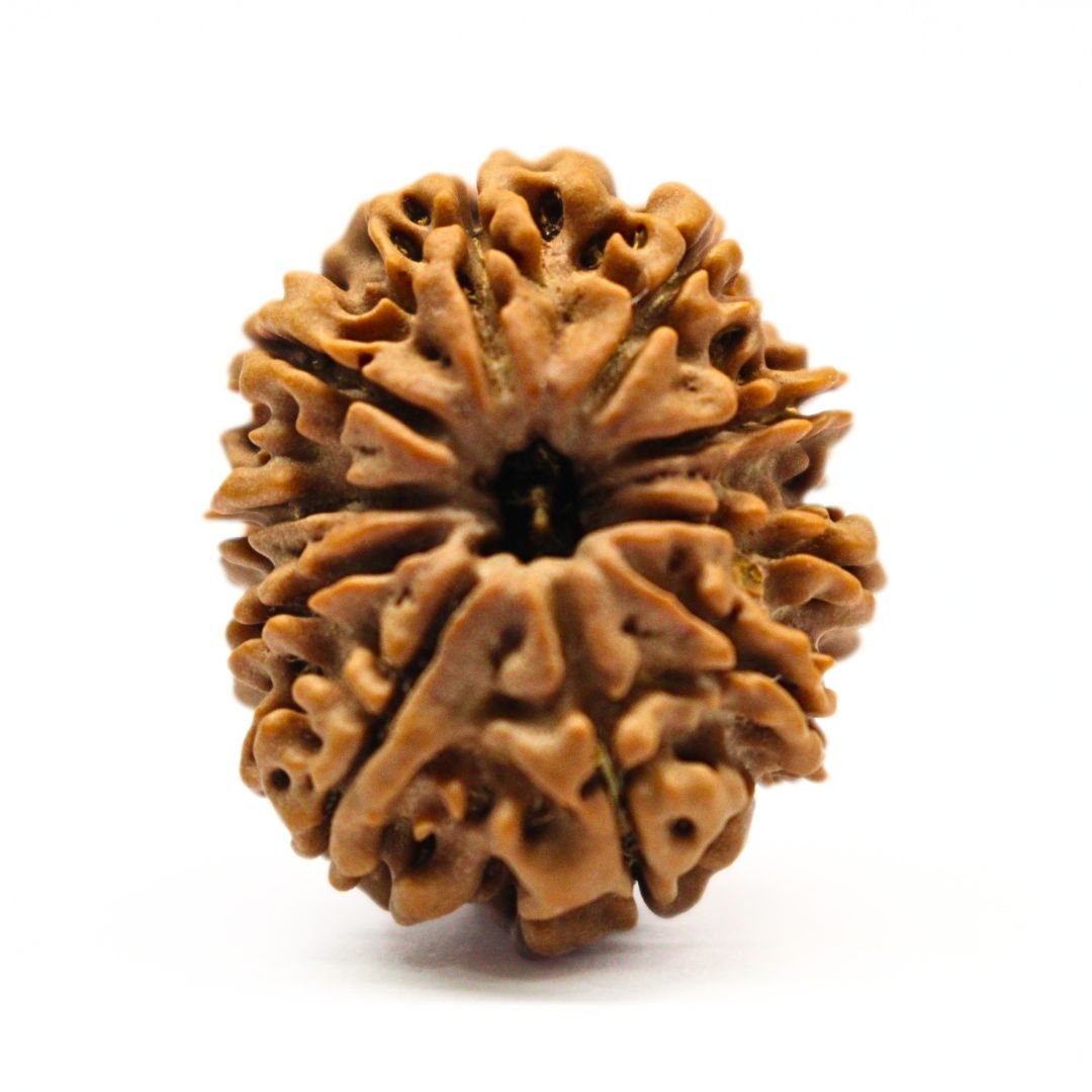 10 Mukhi Rudraksha from Nepal - 27mm - Divine Shield of Lord Vishnu | Certified & Energized | Rudrastu