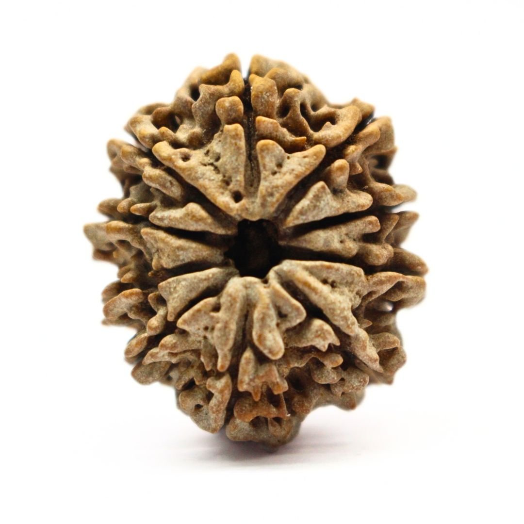 10 Mukhi Rudraksha from Nepal - 28mm - Divine Shield of Lord Vishnu | Certified & Energized | Rudrastu