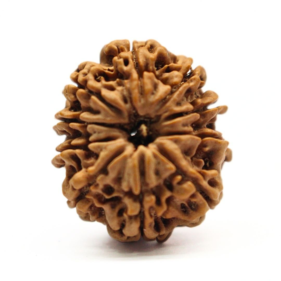 10 Mukhi Rudraksha from Nepal - 26mm - I - Divine Shield of Lord Vishnu | Certified & Energized | Rudrastu