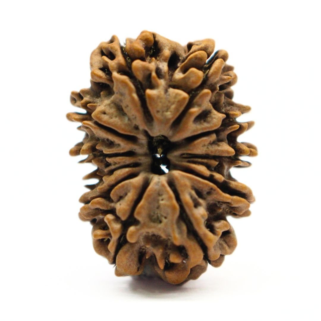 12 Mukhi Rudraksha from Nepal - 28mm - I - The Divine Bead of Surya Dev for Leadership, Success & Power | Certified | Rudrastu