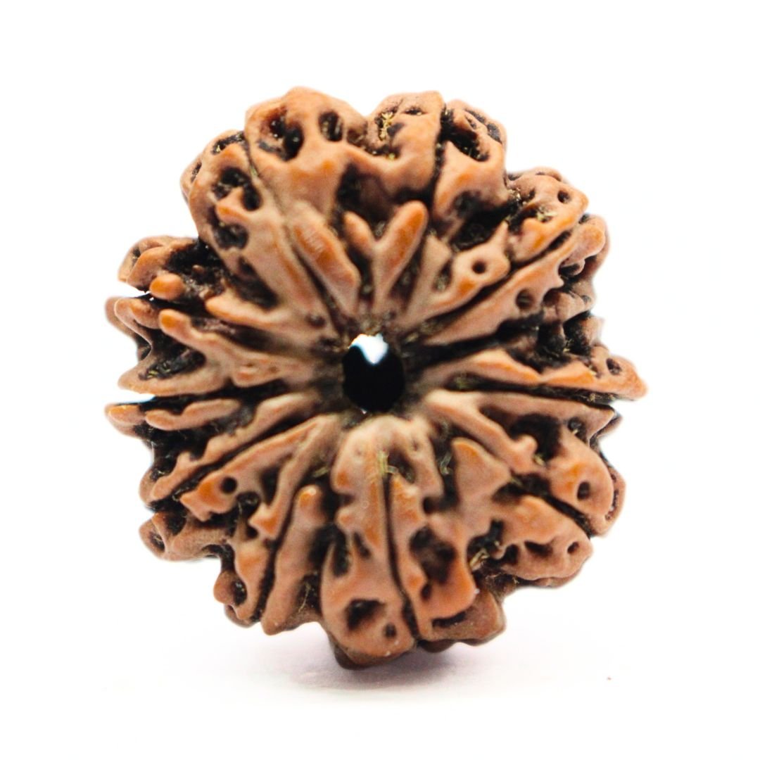 12 Mukhi Rudraksha from Nepal - 25mm - The Divine Bead of Surya Dev for Leadership, Success & Power | Certified | Rudrastu