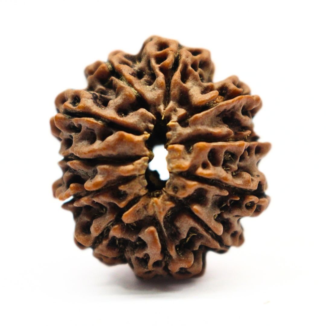 12 Mukhi Rudraksha from Nepal - 25mm - The Divine Bead of Surya Dev for Leadership, Success & Power | Certified | Rudrastu - Image 2