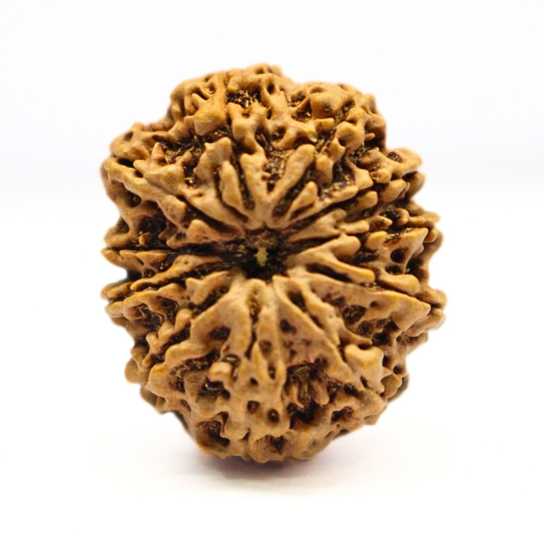 11 Mukhi Rudraksha from Nepal -  26mm - The Bead of Hanuman for Strength & Protection | Certified & Energized | Rudrastu