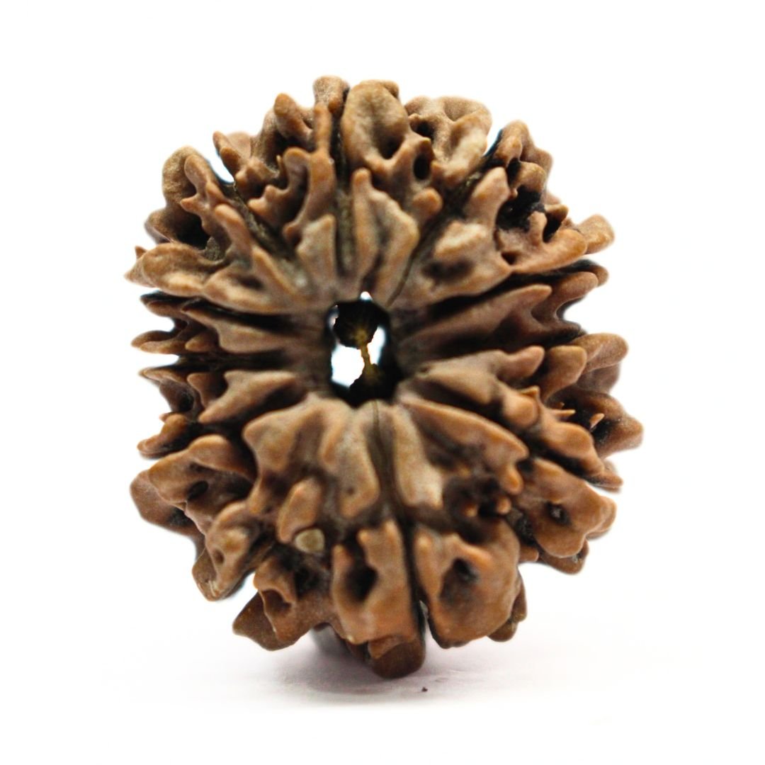 11 Mukhi Rudraksha from Nepal - 29mm - III - The Bead of Hanuman for Strength & Protection | Certified & Energized | Rudrastu