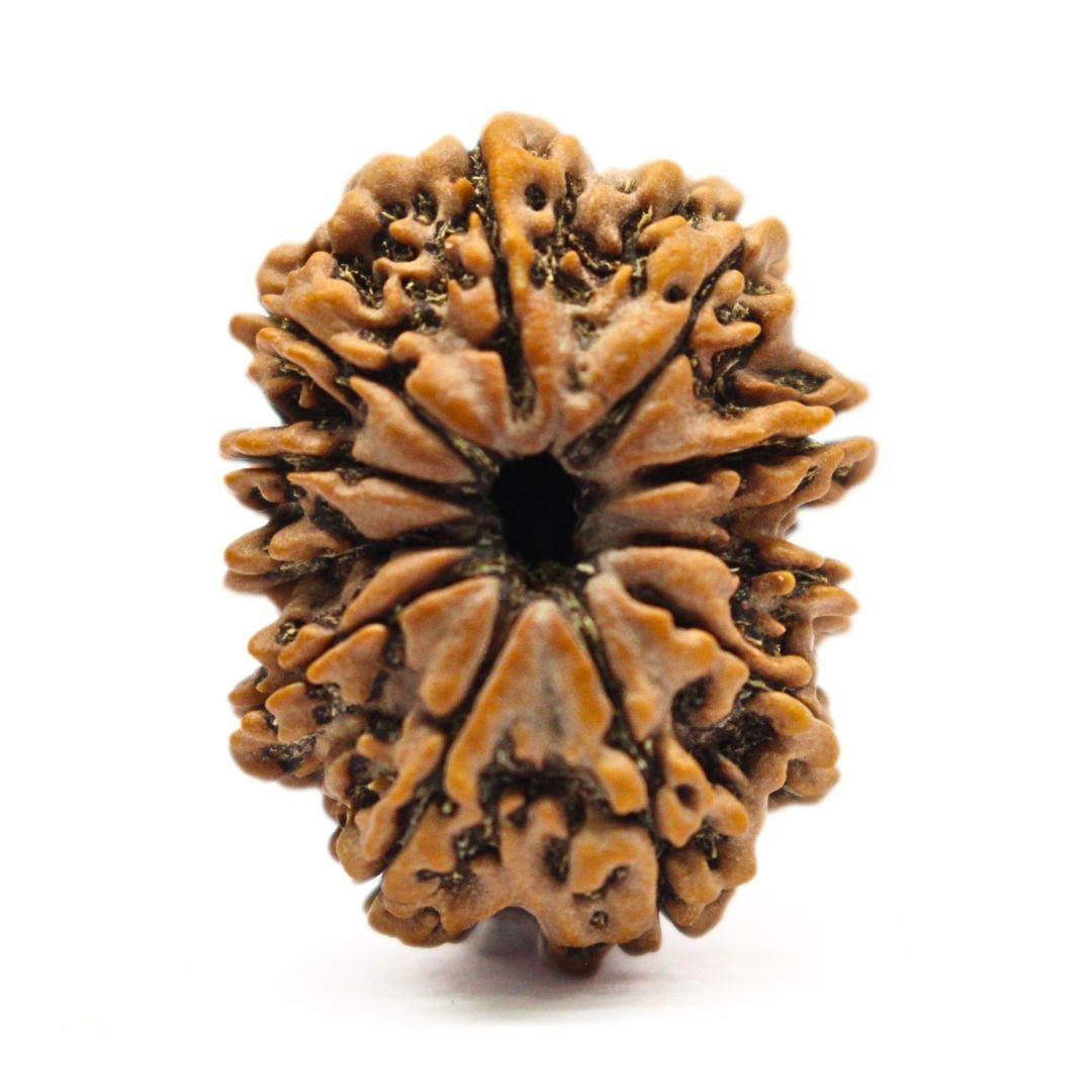 11 Mukhi Rudraksha from Nepal - 28mm - The Bead of Hanuman for Strength & Protection | Certified & Energized | Rudrastu