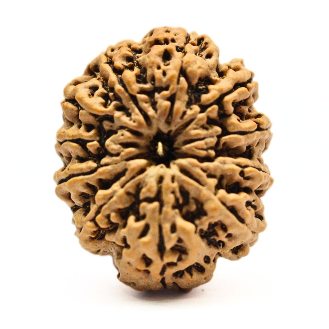 11 Mukhi Rudraksha from Nepal - 33 mm - The Bead of Hanuman for Strength & Protection | Certified & Energized | Rudrastu