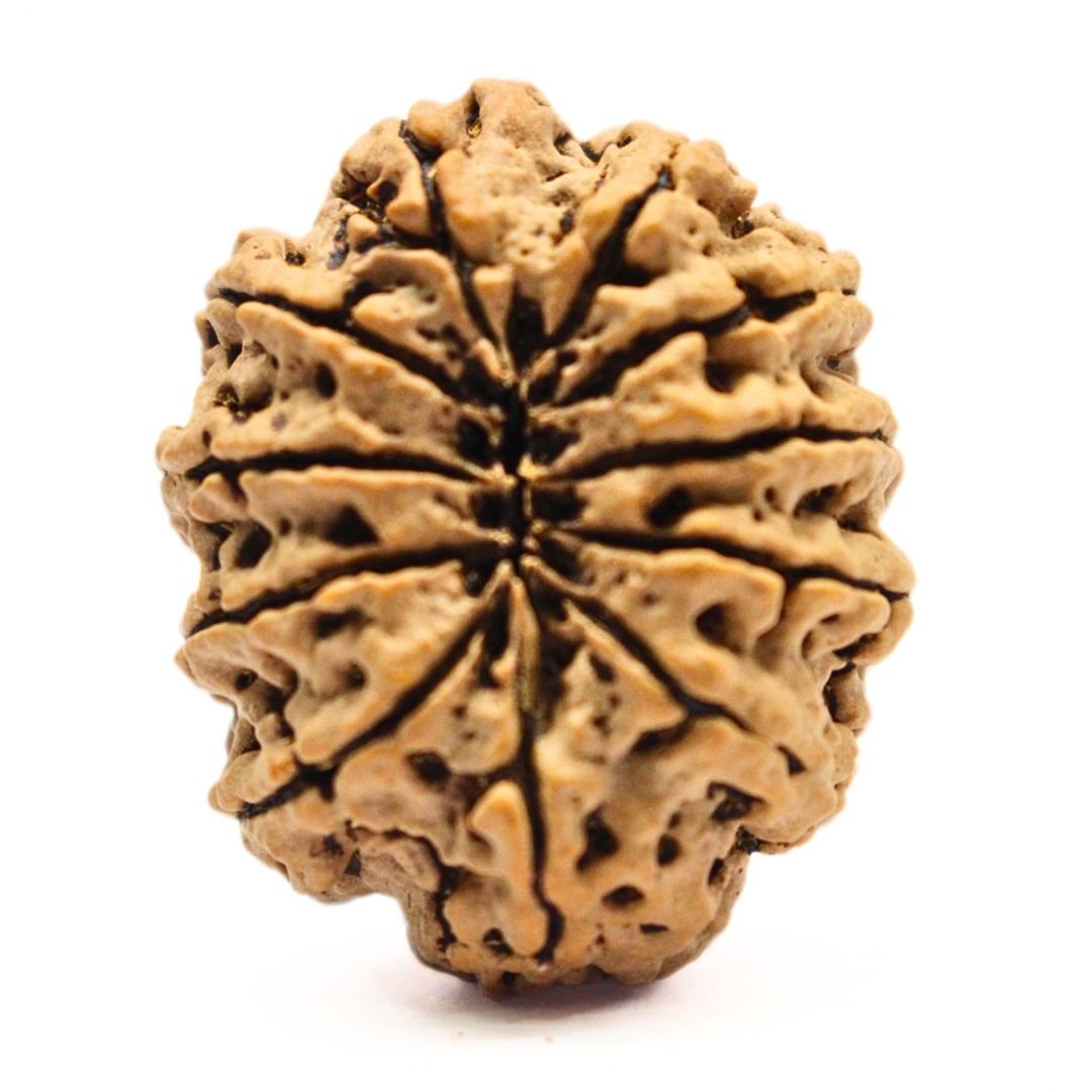 11 Mukhi Rudraksha from Nepal - 33 mm - The Bead of Hanuman for Strength & Protection | Certified & Energized | Rudrastu - Image 2
