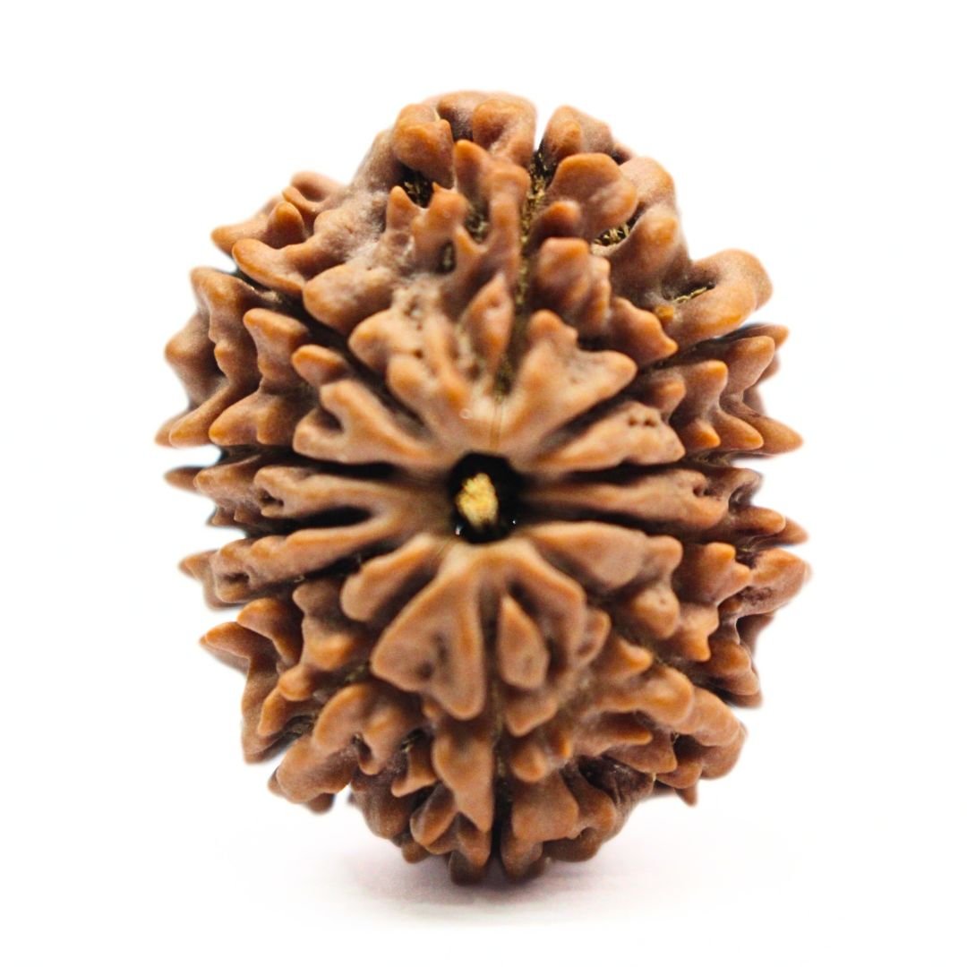 11 Mukhi Rudraksha from Nepal - 30mm - The Bead of Hanuman for Strength & Protection | Certified & Energized | Rudrastu