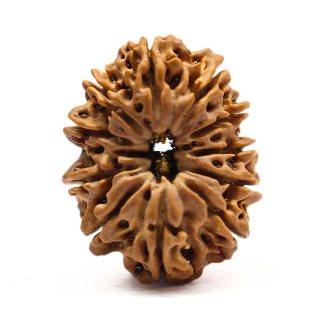11 Mukhi Rudraksha from Nepal - 29mm - I - The Bead of Hanuman for Strength & Protection | Certified & Energized | Rudrastu