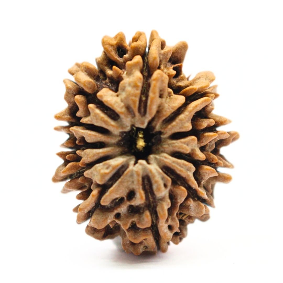 11 Mukhi Rudraksha from Nepal - 31mm - The Bead of Hanuman for Strength & Protection | Certified & Energized | Rudrastu