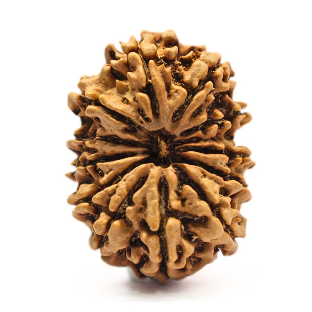 12 Mukhi Rudraksha from Nepal - 31mm - The Divine Bead of Surya Dev for Leadership, Success & Power | Certified | Rudrastu
