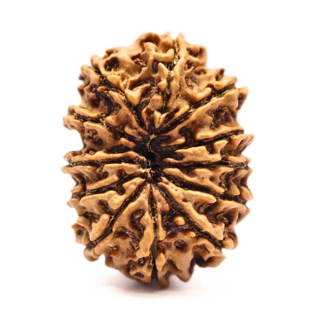 12 Mukhi Rudraksha from Nepal - 31mm - The Divine Bead of Surya Dev for Leadership, Success & Power | Certified | Rudrastu - Image 2