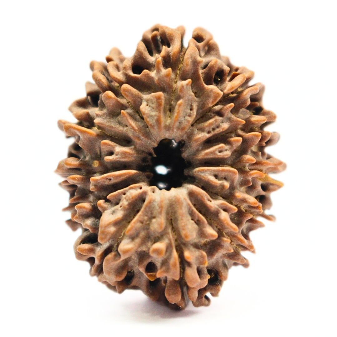 12 Mukhi Rudraksha from Nepal - 33mm - The Divine Bead of Surya Dev for Leadership, Success & Power | Certified | Rudrastu
