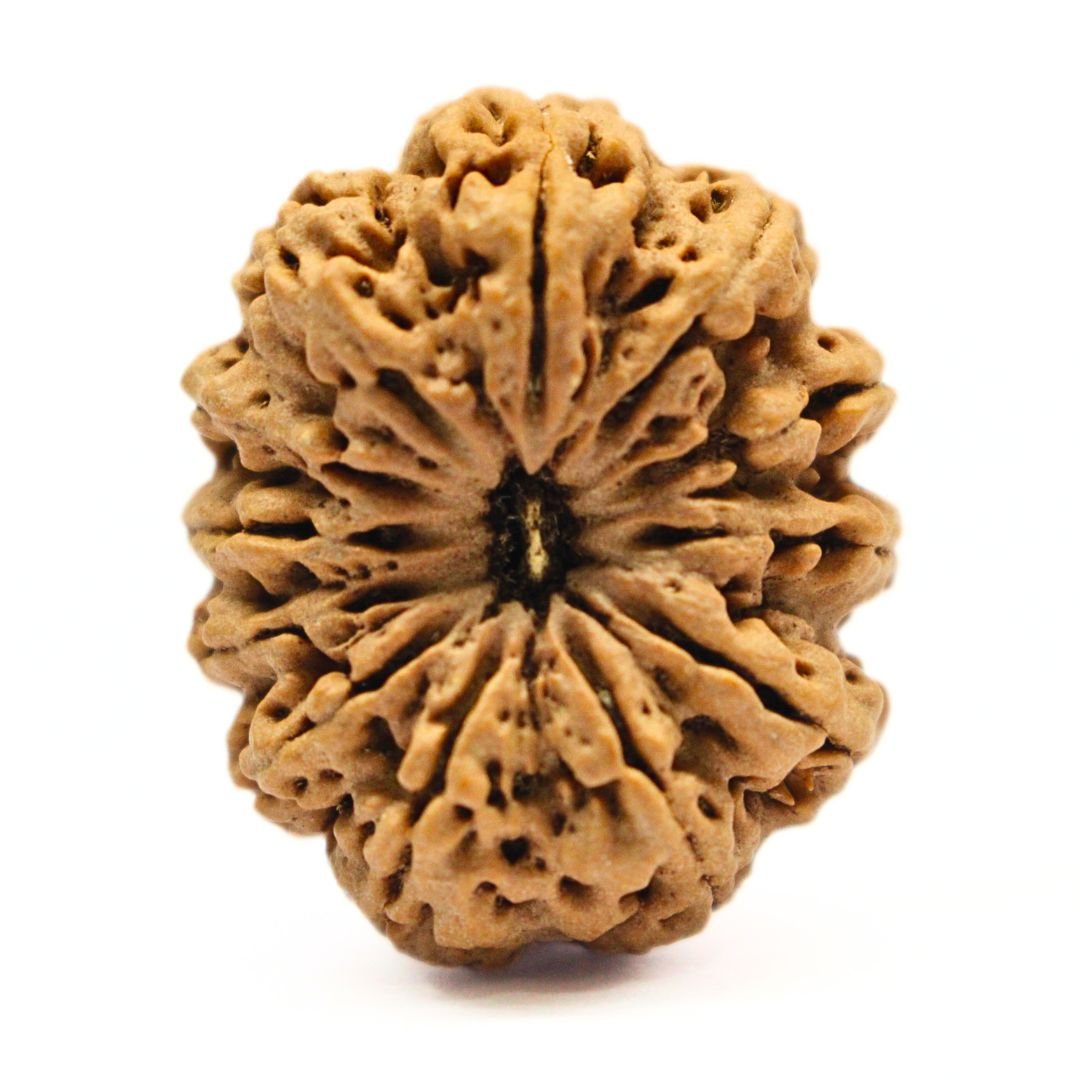 12 Mukhi Rudraksha from Nepal - 33mm - I - The Divine Bead of Surya Dev for Leadership, Success & Power | Certified | Rudrastu
