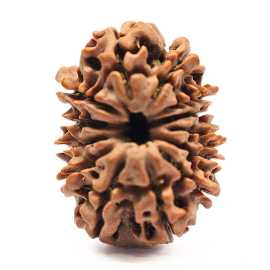 13 Mukhi Rudraksha from Nepal - 27mm - The Divine Bead of Lord Indra for Charisma, Success & Wealth | Certified | Rudrastu