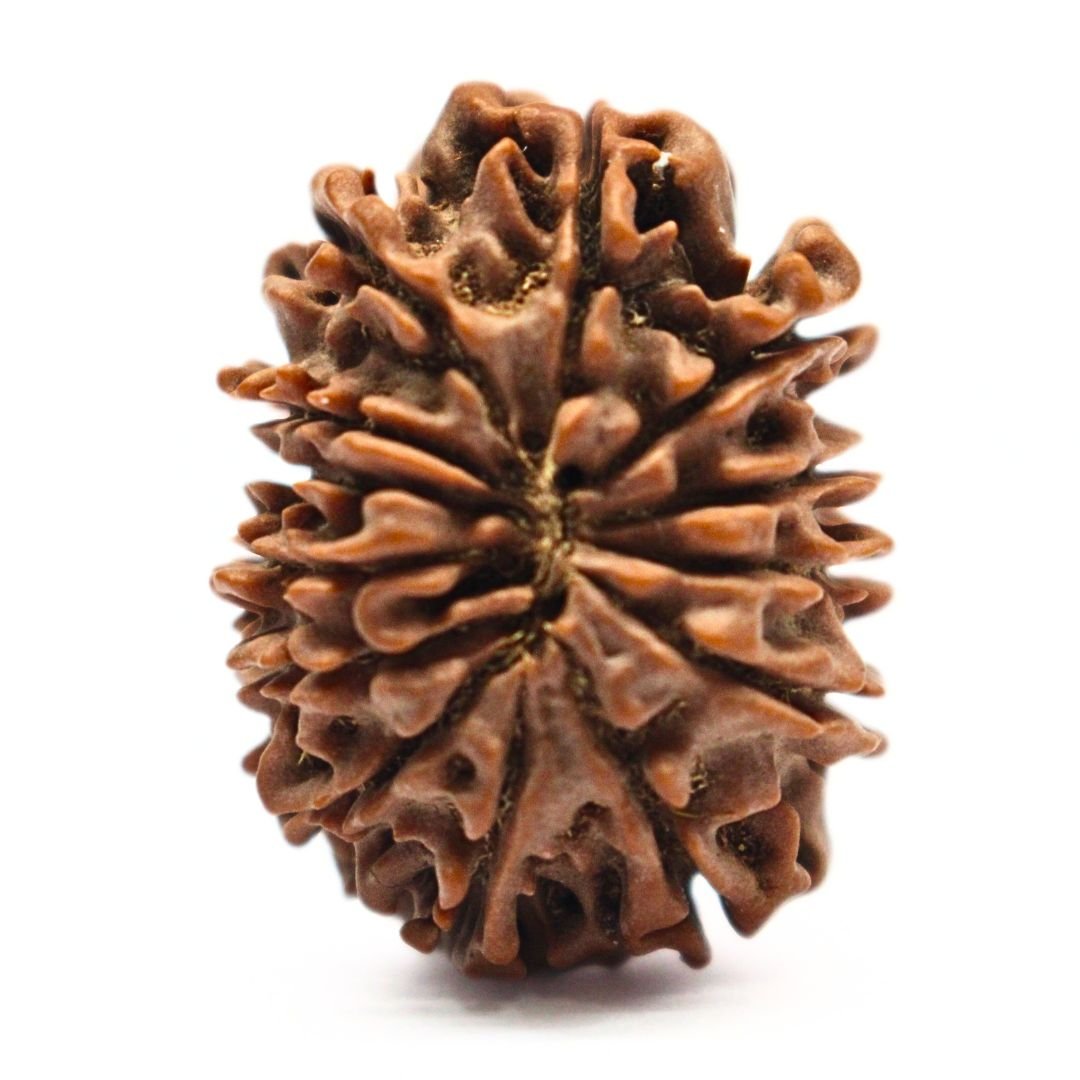 13 Mukhi Rudraksha from Nepal - 27mm - The Divine Bead of Lord Indra for Charisma, Success & Wealth | Certified | Rudrastu - Image 2