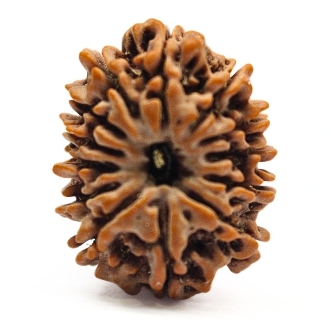 13 Mukhi Rudraksha from Nepal - 26mm - II - The Divine Bead of Lord Indra for Charisma, Success & Wealth | Certified | Rudrastu