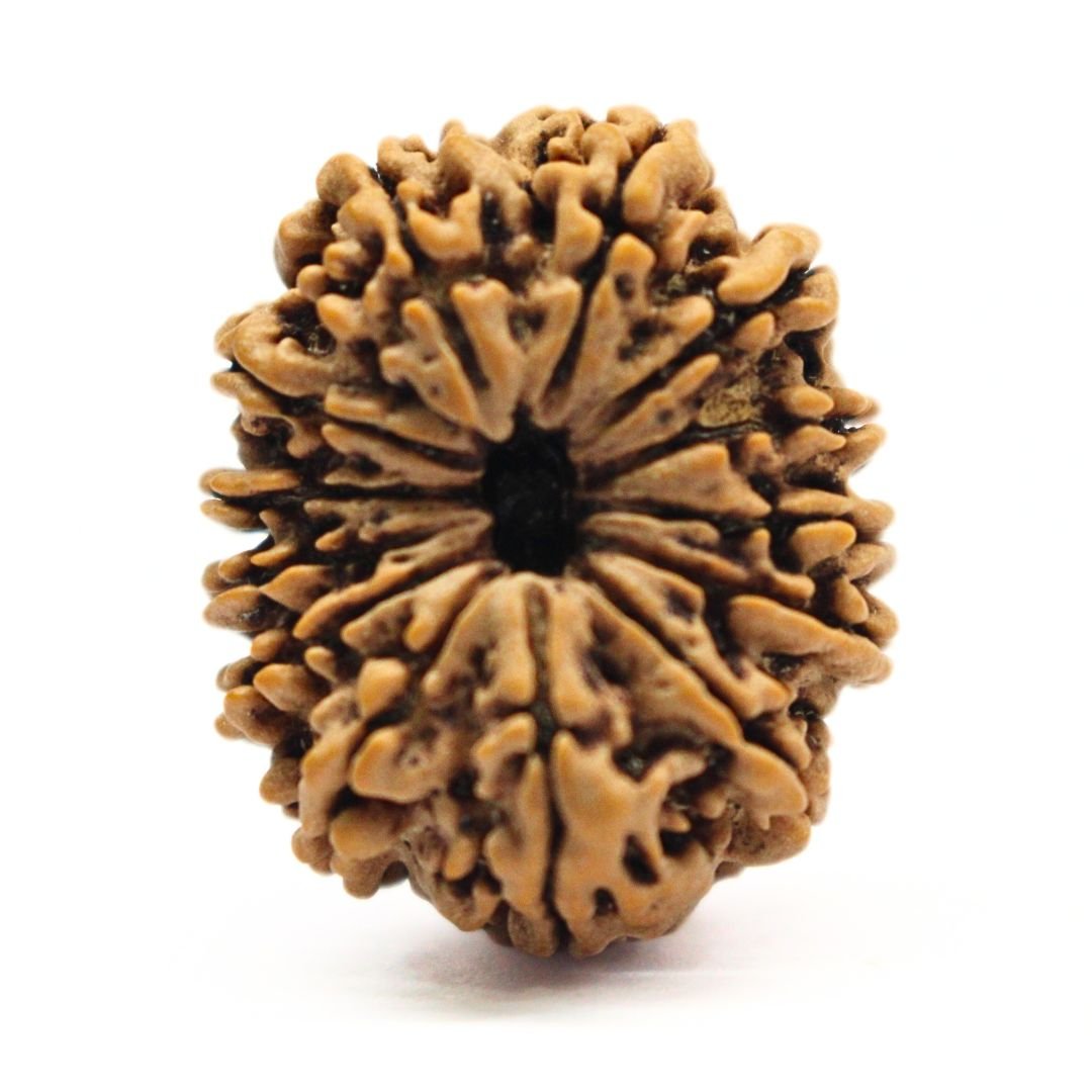 13 Mukhi Rudraksha from Nepal - 25mm - The Divine Bead of Lord Indra for Charisma, Success & Wealth | Certified | Rudrastu