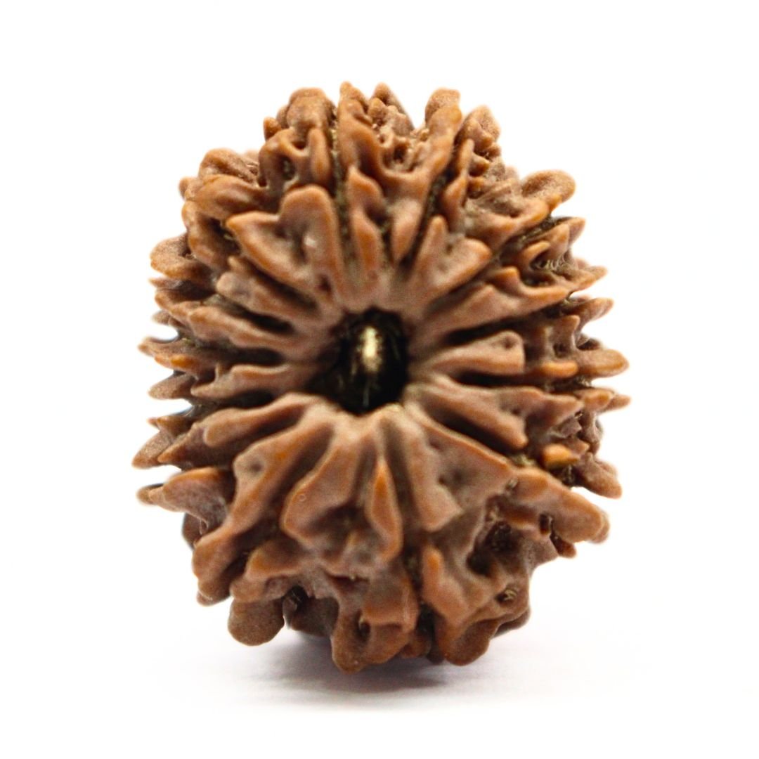 13 Mukhi Rudraksha from Nepal - 24mm - The Divine Bead of Lord Indra for Charisma, Success & Wealth | Certified | Rudrastu