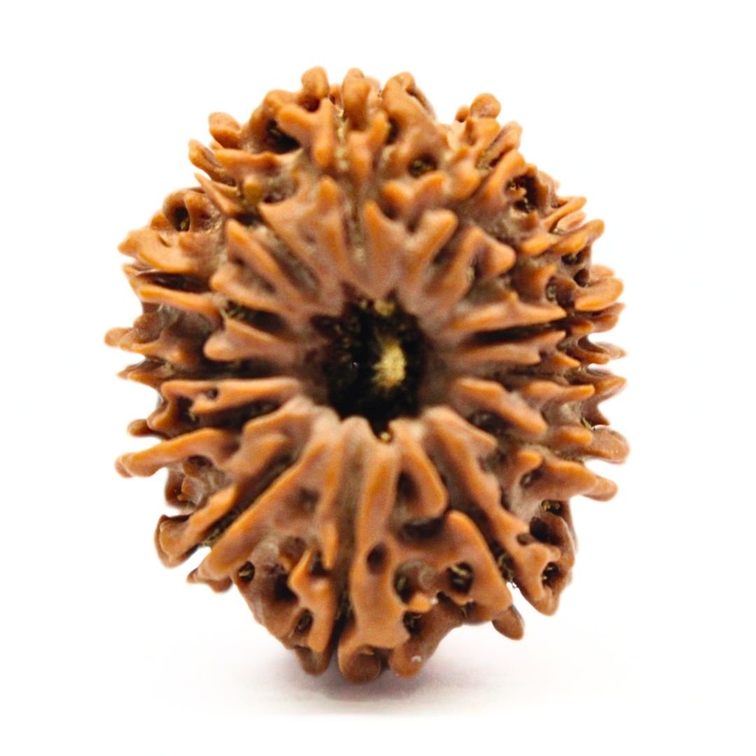 13 Mukhi Rudraksha from Nepal - 26mm - The Divine Bead of Lord Indra for Charisma, Success & Wealth | Certified | Rudrastu