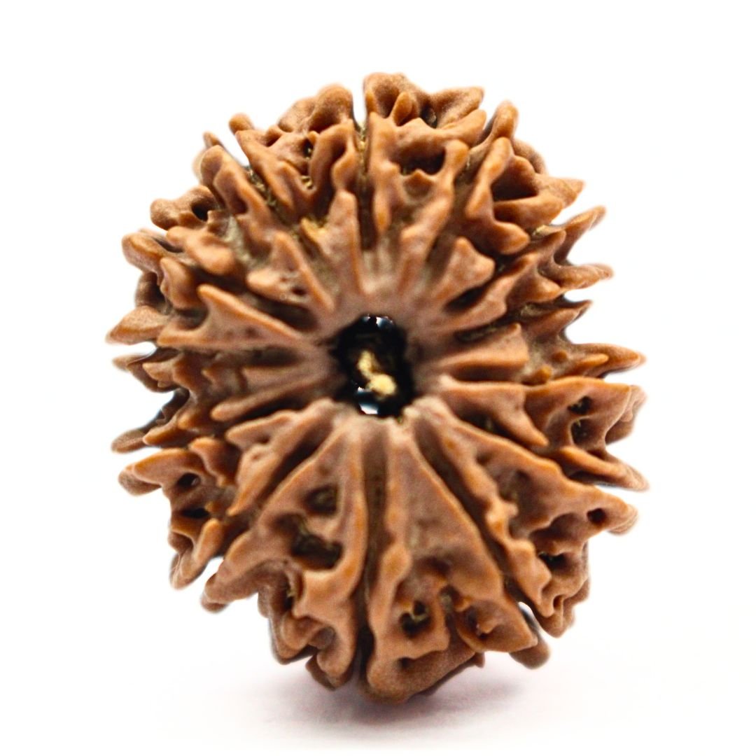 13 Mukhi Rudraksha from Nepal - 26mm - I - The Divine Bead of Lord Indra for Charisma, Success & Wealth | Certified | Rudrastu