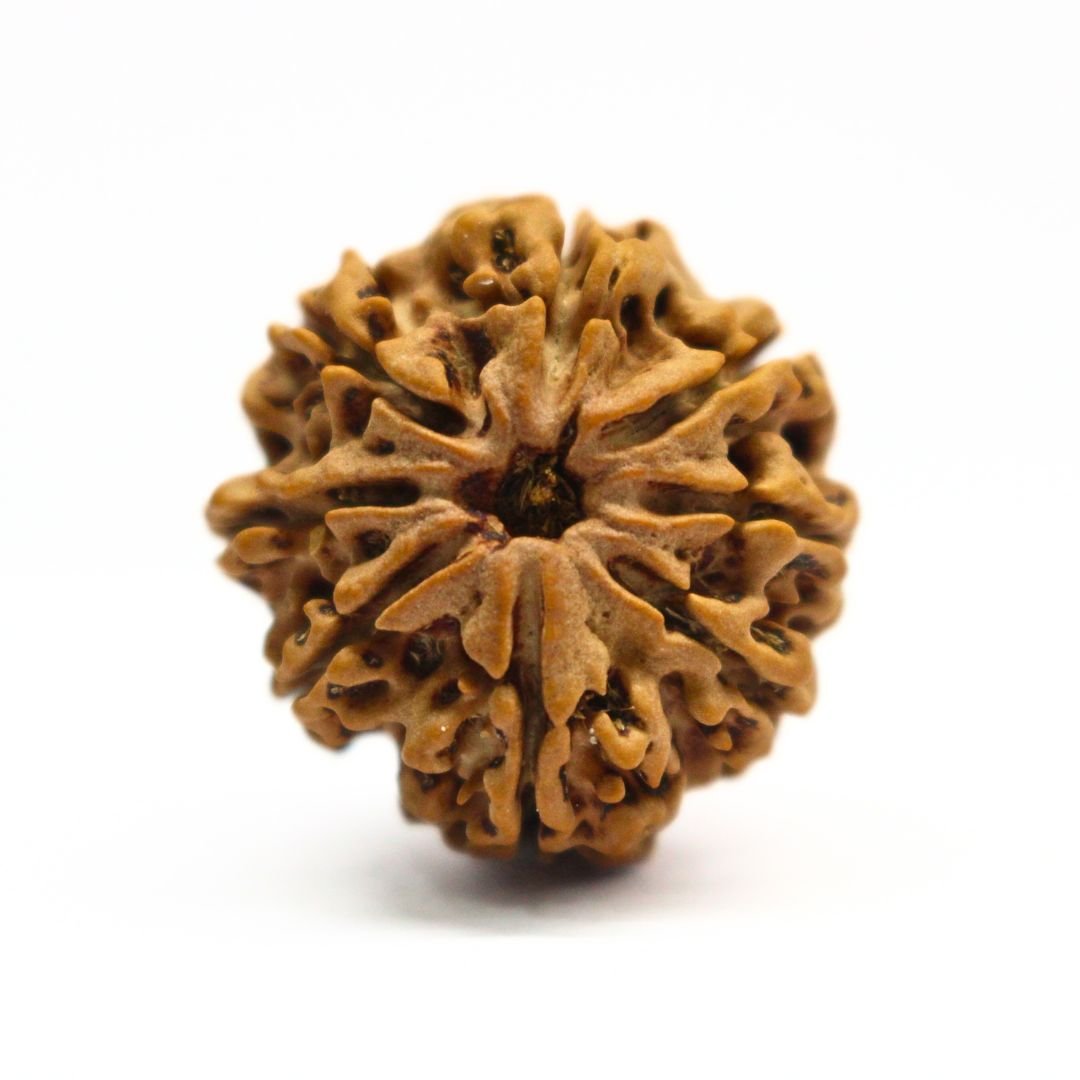 8 Mukhi Rudraksha from Nepal - 24mm - Original, Certified & Energized | Rudrastu
