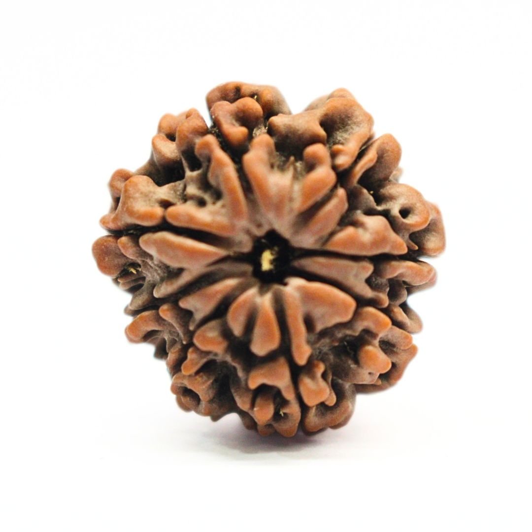 8 Mukhi Rudraksha from Nepal - 25mm - Original, Certified & Energized | Rudrastu