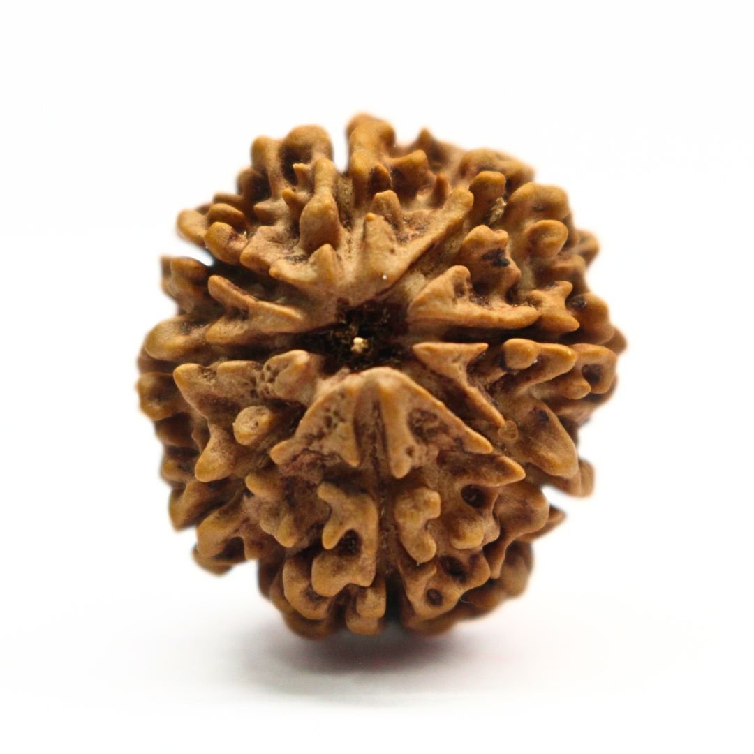 8 Mukhi Rudraksha from Nepal - 25mm - I - Original, Certified & Energized | Rudrastu