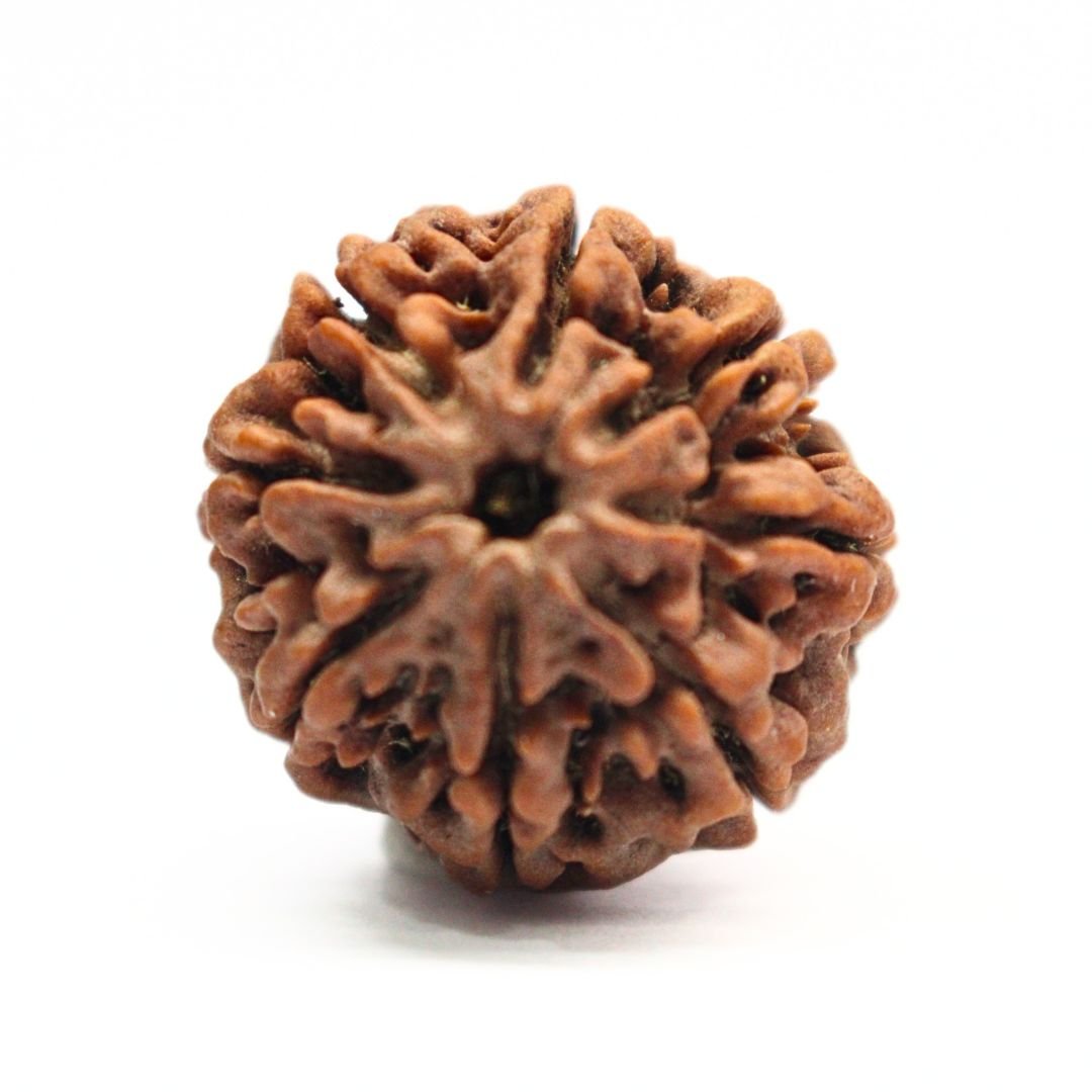 8 Mukhi Rudraksha from Nepal - 25mm - II - Original, Certified & Energized | Rudrastu