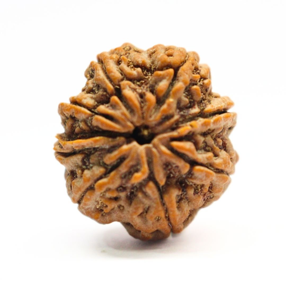 8 Mukhi Rudraksha from Nepal - 26mm - Original, Certified & Energized | Rudrastu