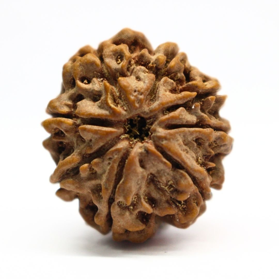 8 Mukhi Rudraksha from Nepal - 26mm - I - Original, Certified & Energized | Rudrastu