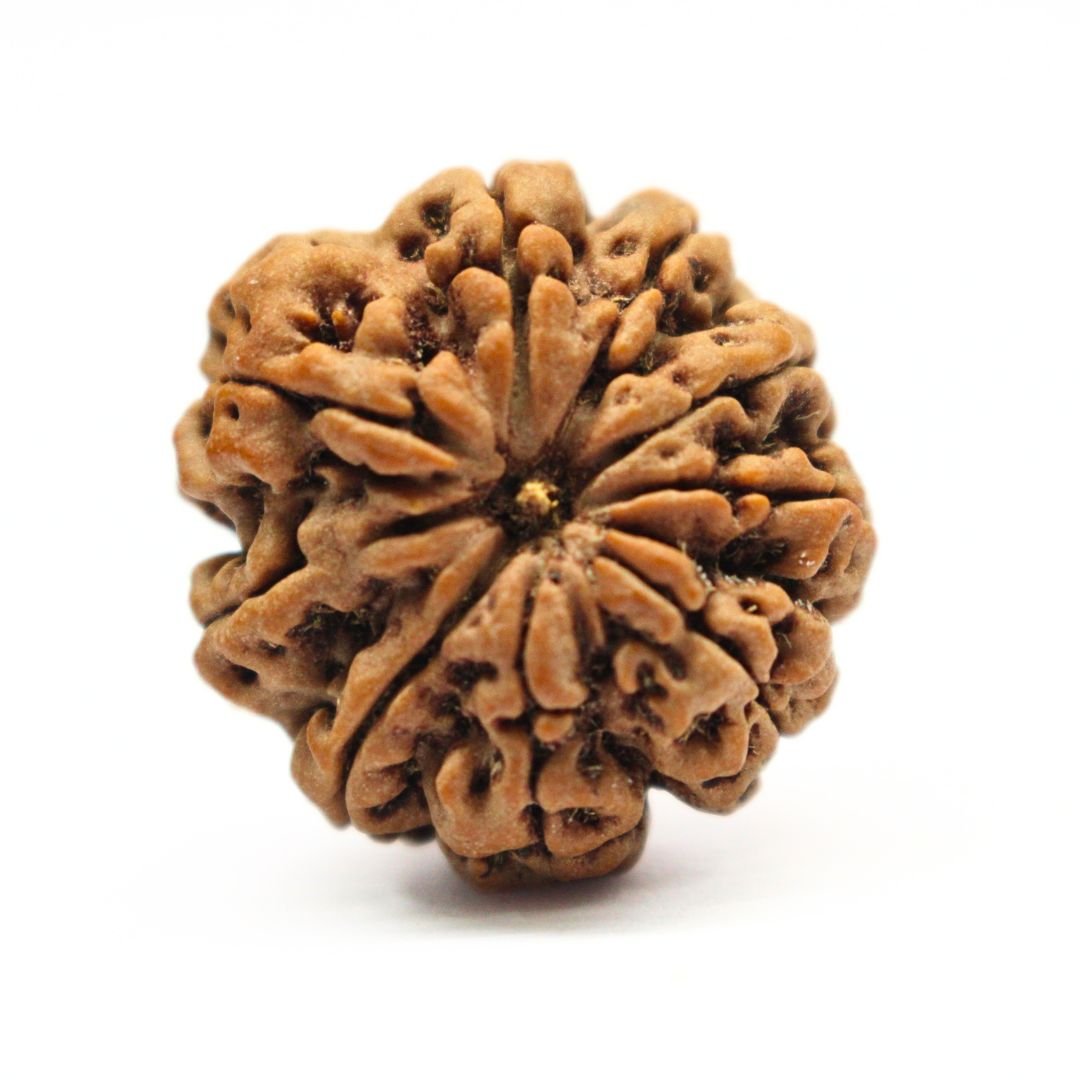 9 Mukhi Rudraksha from Nepal - 25mm - Certified, Powerful & Energized | Rudrastu