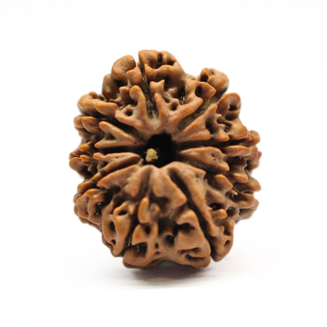 9 Mukhi Rudraksha from Nepal - 26mm - Certified, Powerful & Energized | Rudrastu