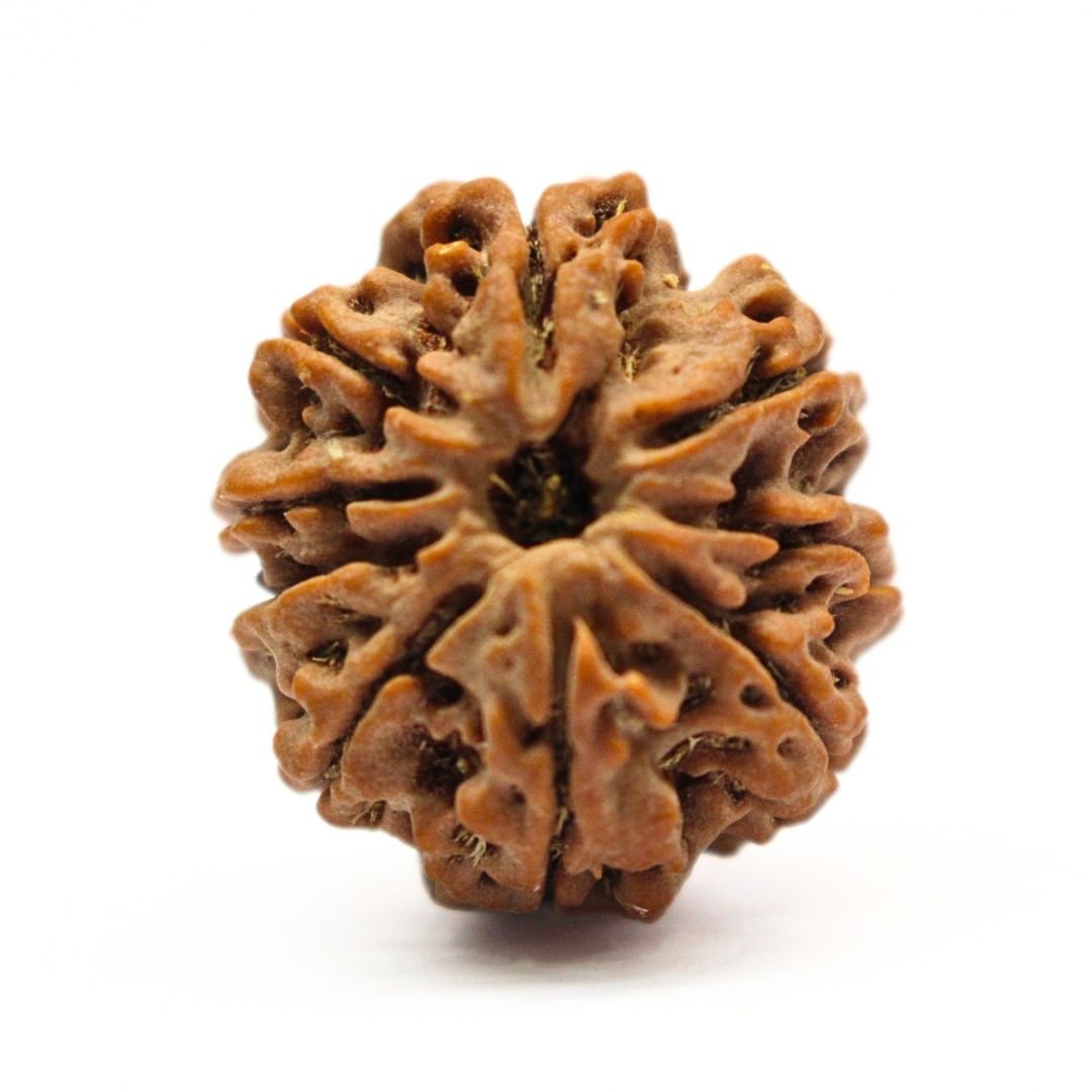 9 Mukhi Rudraksha from Nepal - 25mm - I - Certified, Powerful & Energized | Rudrastu