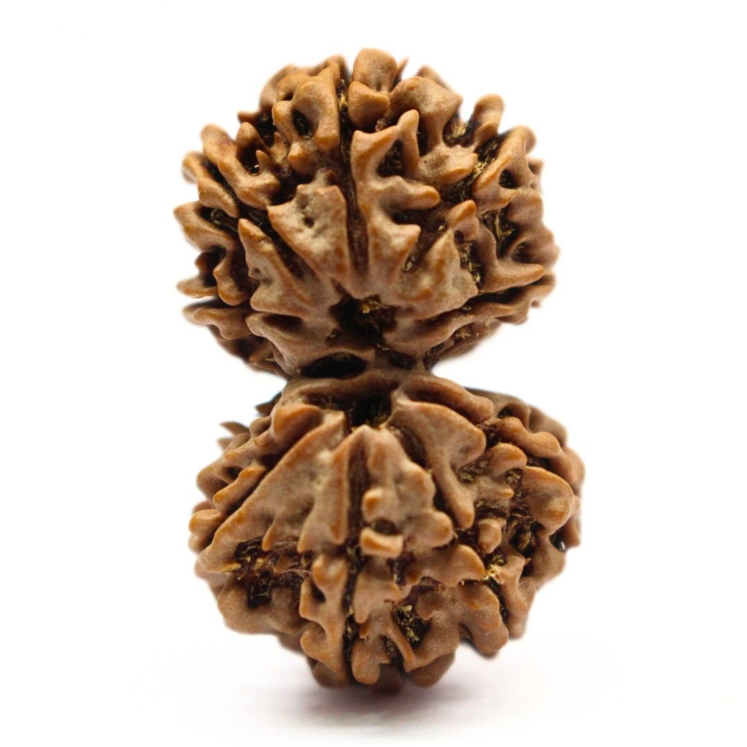 Gauri Shankar Rudraksha from Nepal - 34mm - The Bead of Divine Union, Love & Harmony | Certified | Rudrastu