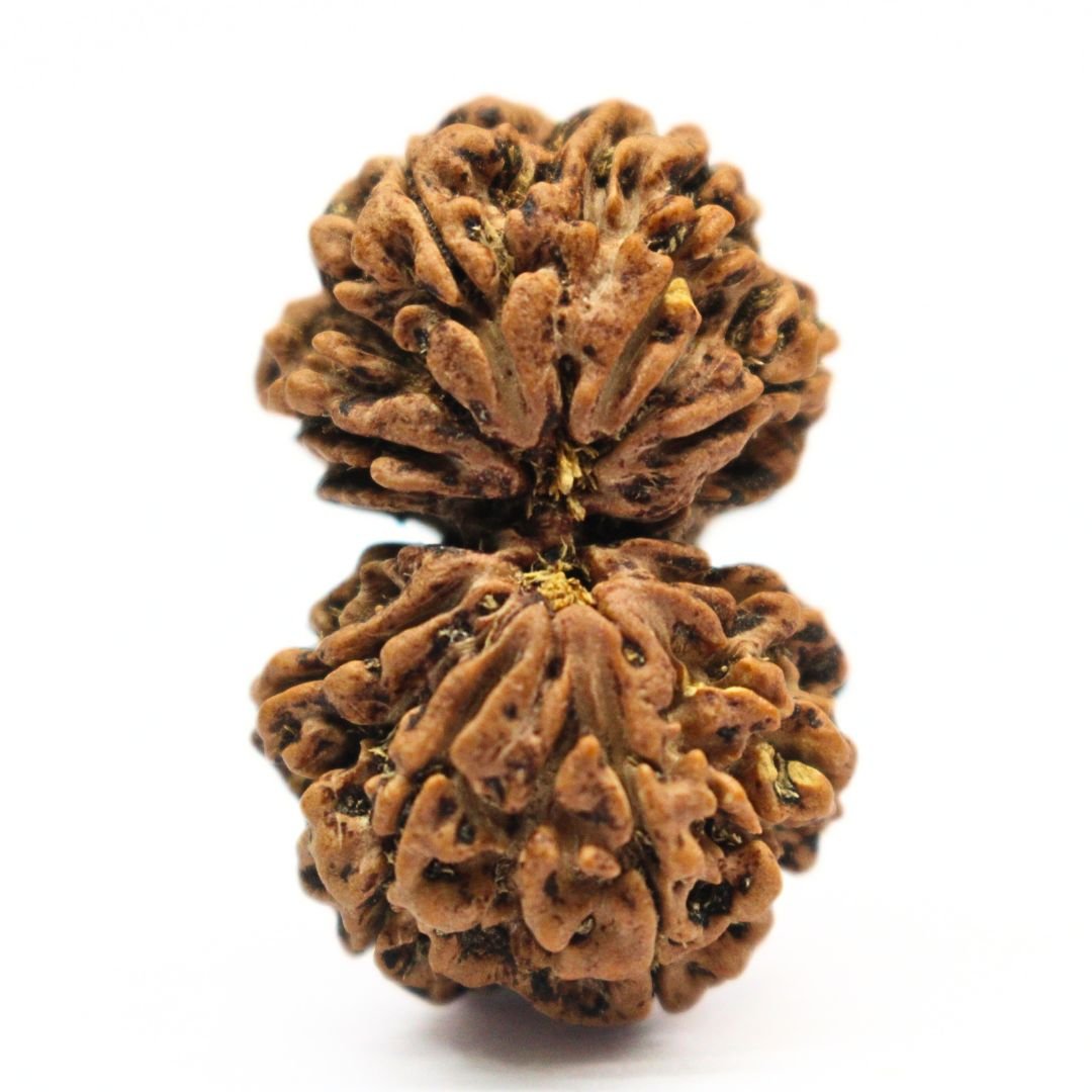 Gauri Shankar Rudraksha from Nepal - 32mm - The Bead of Divine Union, Love & Harmony | Certified | Rudrastu