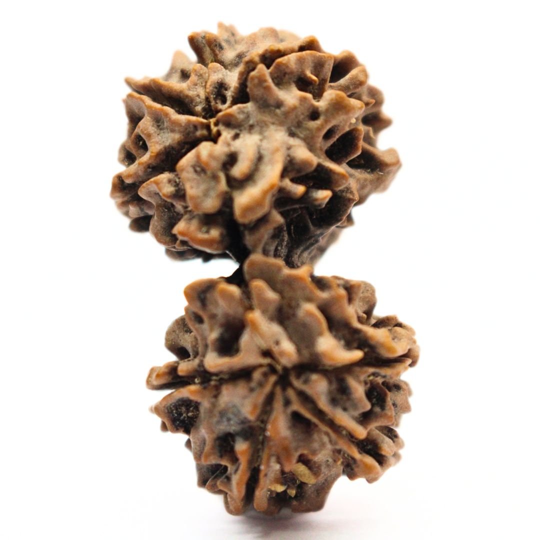 Gauri Shankar Rudraksha from Nepal - 37mm - The Bead of Divine Union, Love & Harmony | Certified | Rudrastu - Image 2