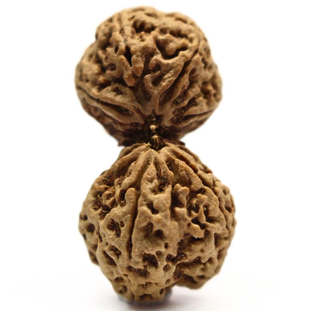 Gauri Shankar Rudraksha from Nepal - 42mm - The Bead of Divine Union, Love & Harmony | Certified | Rudrastu