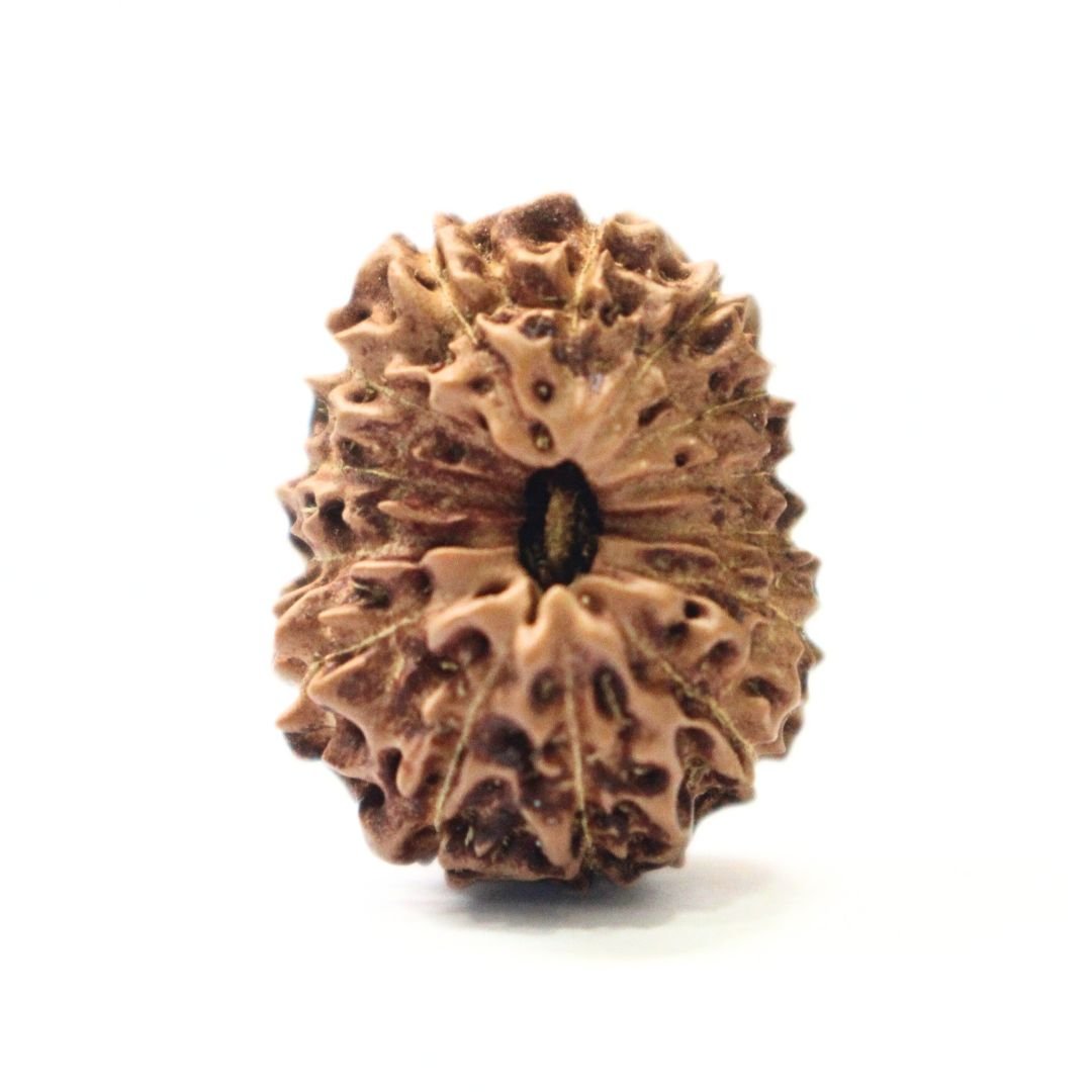14 Mukhi Rudraksha from Indonesia - 19mm - VI -Divine Bead of Lord Hanuman for Courage, Success & Protection | Certified | Rudrastu