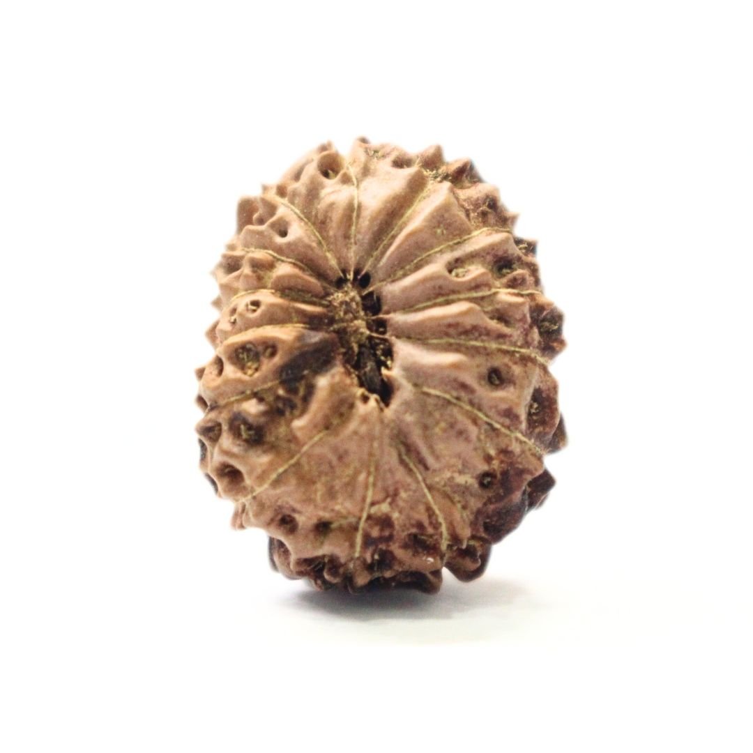 14 Mukhi Rudraksha from Indonesia - 19mm - VI -Divine Bead of Lord Hanuman for Courage, Success & Protection | Certified | Rudrastu - Image 2