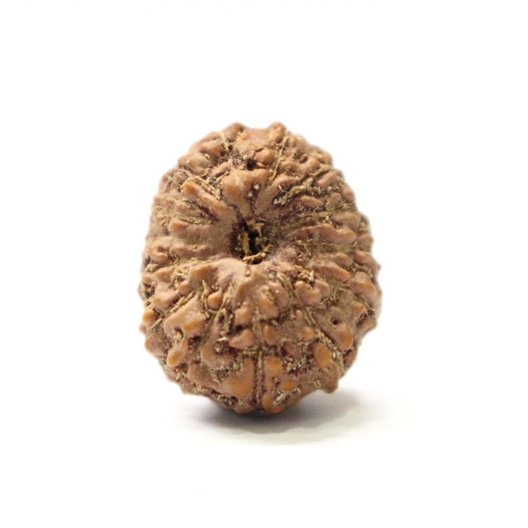 14 Mukhi Rudraksha from Indonesia - 18mm - I - Divine Bead of Lord Hanuman for Courage, Success & Protection | Certified | Rudrastu