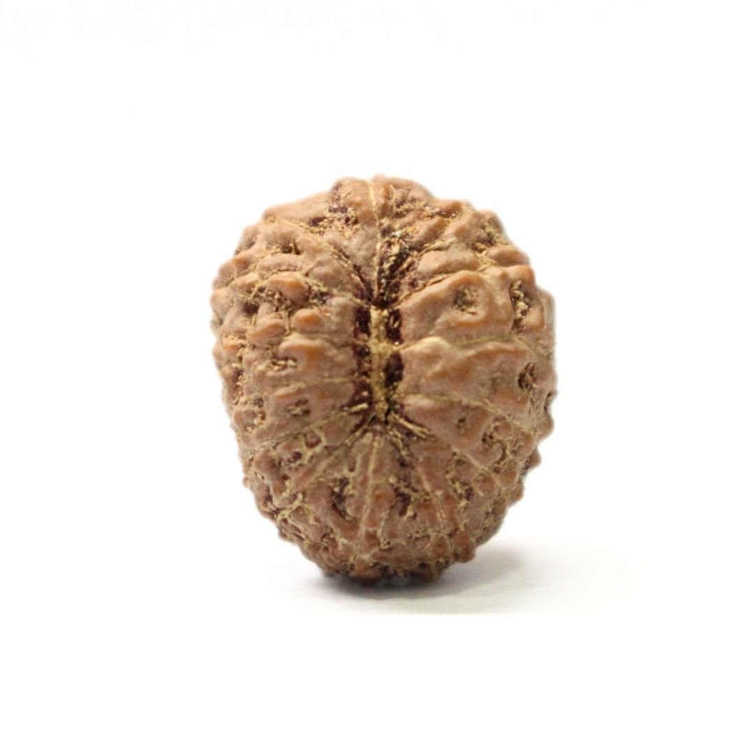 14 Mukhi Rudraksha from Indonesia - 18mm - I - Divine Bead of Lord Hanuman for Courage, Success & Protection | Certified | Rudrastu - Image 2