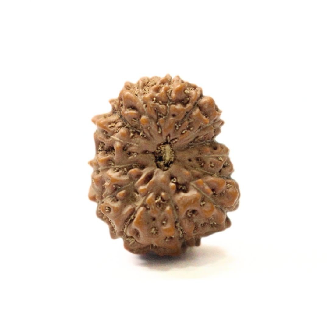 14 Mukhi Rudraksha from Indonesia - 18mm - II - Divine Bead of Lord Hanuman for Courage, Success & Protection | Certified | Rudrastu