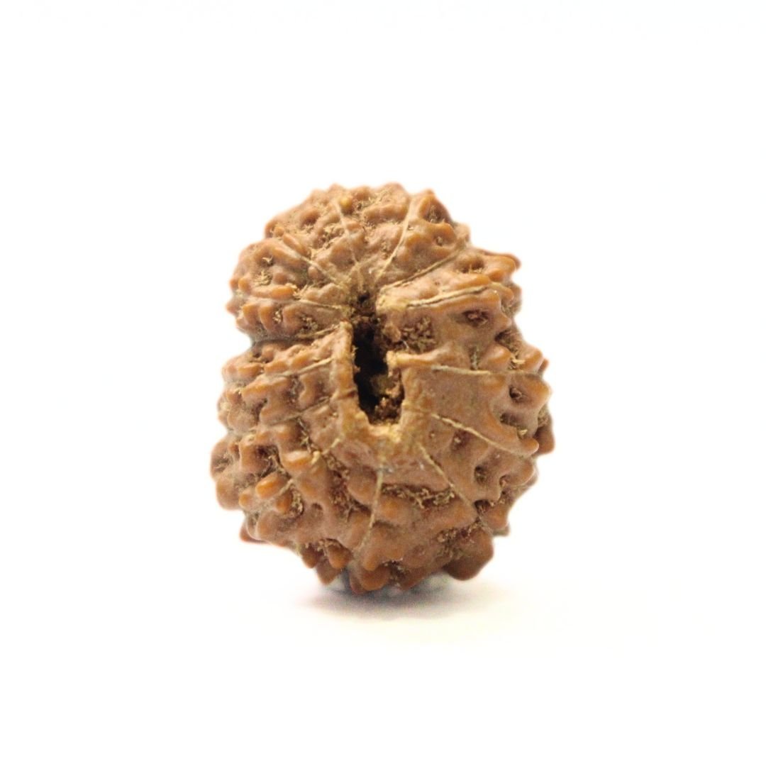 14 Mukhi Rudraksha from Indonesia - 18mm - II - Divine Bead of Lord Hanuman for Courage, Success & Protection | Certified | Rudrastu - Image 2