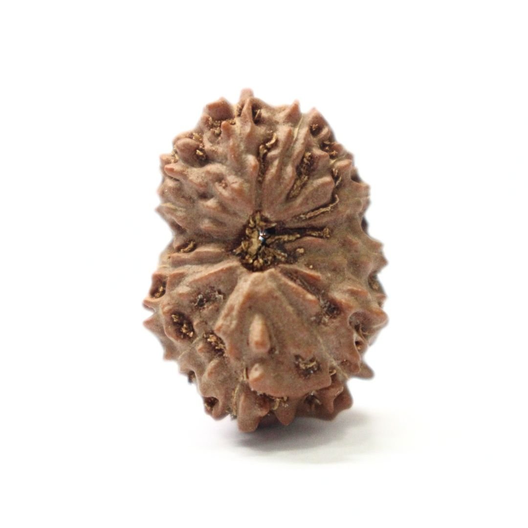 14 Mukhi Rudraksha from Indonesia - 19mm - VII -Divine Bead of Lord Hanuman for Courage, Success & Protection | Certified | Rudrastu