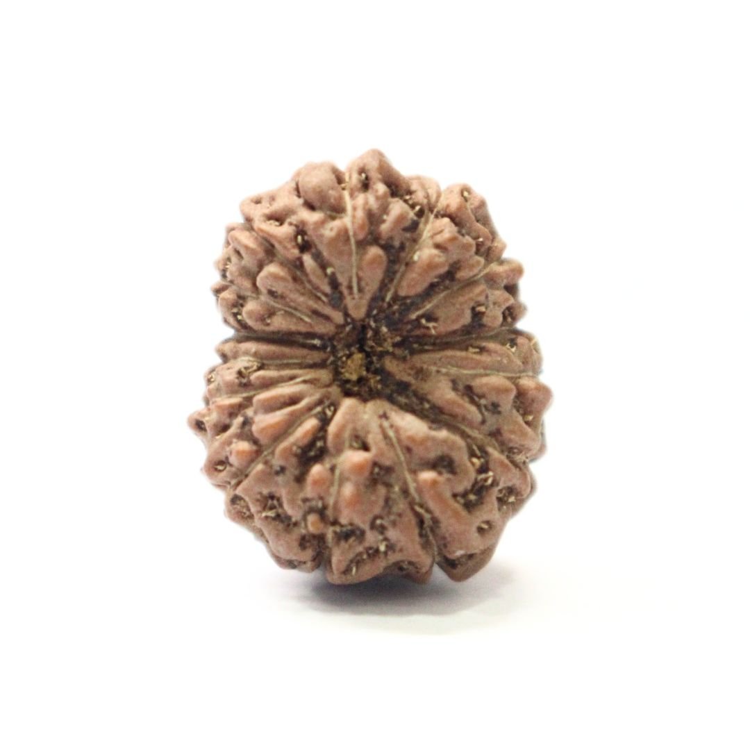 14 Mukhi Rudraksha from Indonesia - 17mm - Divine Bead of Lord Hanuman for Courage, Success & Protection | Certified | Rudrastu