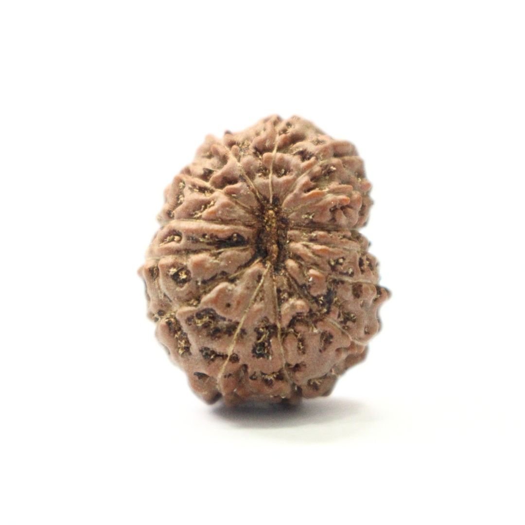 14 Mukhi Rudraksha from Indonesia - 17mm - Divine Bead of Lord Hanuman for Courage, Success & Protection | Certified | Rudrastu - Image 2