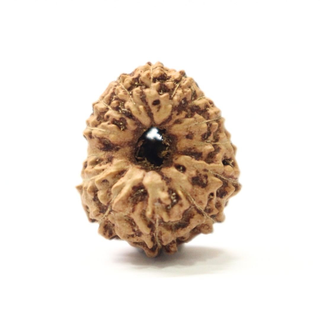 14 Mukhi Rudraksha from Indonesia - 19mm - VIII -Divine Bead of Lord Hanuman for Courage, Success & Protection | Certified | Rudrastu