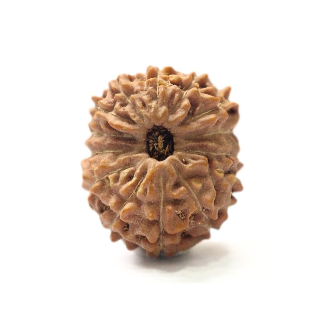 14 Mukhi Rudraksha from Indonesia - 20mm - I - Divine Bead of Lord Hanuman for Courage, Success & Protection | Certified | Rudrastu